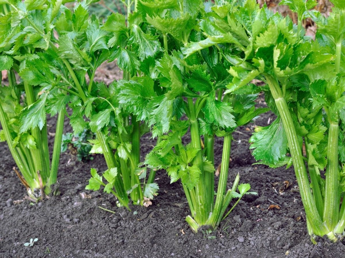 Pravi Celer at Home: Tips for Cultivating Celery and Celeriac in Your Garden