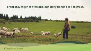 The LysineGrass Revolution: Unlocking the Potential of a High-Protein Forage for Sustainable Livestock Farming